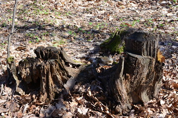 a tree stump with a green moss on it isolated on the lawn with dry leaves