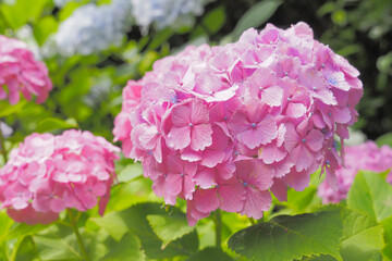 アジサイ