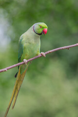 The rose-ringed parakeet eats seeds, sunflower & nuts kernels in St James's Park, London, Great Britain,Uk