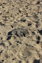 Traces of a long gone wooden pier standing in the sand.