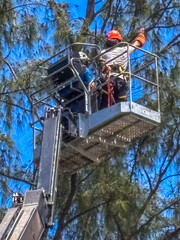 &Eacute;lagueur sur plateforme de girafe