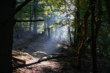 Waldstimmung in seitlichem Gegenlicht