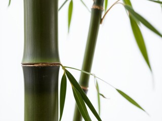 Fototapeta premium Close-up of green bamboo pole hanging with soft textured white backdrop suggesting natural elements like leaves, close-up, pole, natural elements
