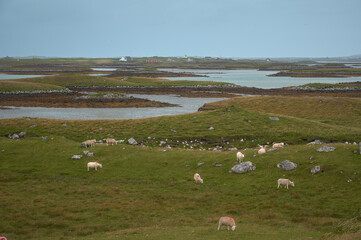 Grazing sheep on the Isle of Harris. Outer Hebrides of Scotland