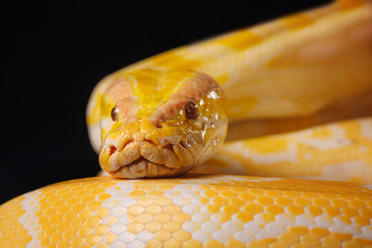 Close up of golden yellow python with tongue hanging out on black background. tree snake