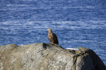 Aquila di mare tra i fiordi delle isole Vesteralen. Norvegia del nord.