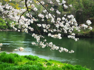 桜の花が咲く矢作川の風景