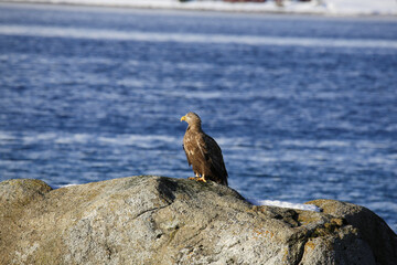 Aquila di mare tra i fiordi delle isole Vesteralen. Norvegia del nord.