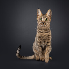 Fantastic young Savannah cat, sitting up facing front. Looking straight to camera with friendly eyes. Isolated on a black background.