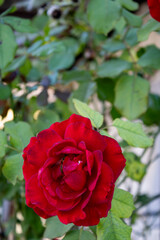 Red rose with insect in a garden
