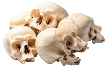 PNG Several human skulls together