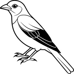 Obraz premium bird on a branch