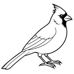 Northern Cardinal with white background