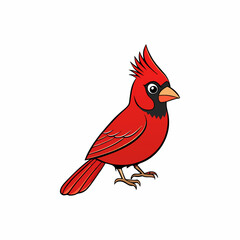 Northern Cardinal with white background