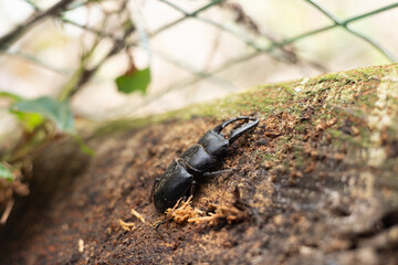 A spade beetle on a tree trunk