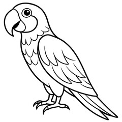 parrot on white background