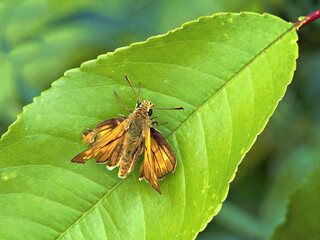 brown butterfly on a green leaf, ochlodes sylvanus, entomology