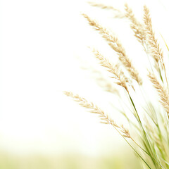 Fototapeta premium Soft golden grass swaying gently in the breeze against a bright, ethereal background.