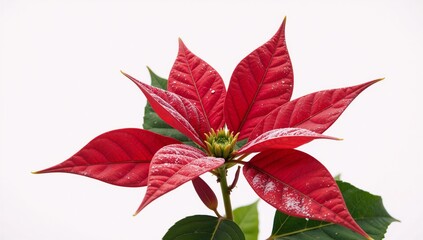 Isolated winter poinsettia blossom against white background