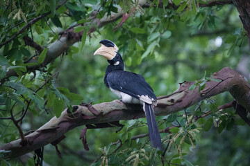 Malabar-Hornvogel Sri Lanka