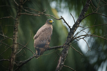 wilder Greifvogel Sri Lanka