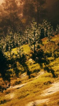 autumn forest on green rocky hills