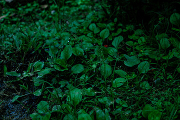 Nature leaves, green tropical forest, background concept, yard plants