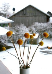Gelbe Trommelstöckchen (Craspedia) in weißer Vase, verschneite landwirtschaftliche Gebäude und Kirche im Hintergrund, Allgäu, Bayern.