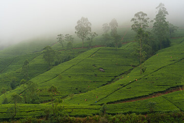 Teeberge Sri Lanka