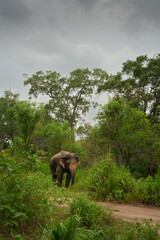 Elefantenbulle Sri Lanka