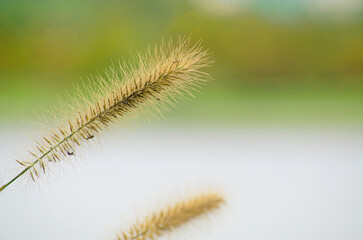Poaceae grass flowers of winter meadow of Korea.