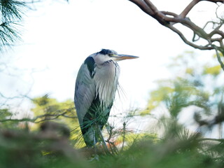 great blue heron ardea cinerea