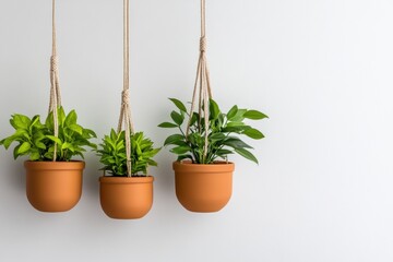 Fototapeta premium boho plant decor, macrame plant hangers on a white wall hold green plants in terracotta pots against a serene minimalist backdrop