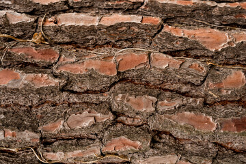 Pinus Pinaster Tree Bark texture. Close up. Copy space.