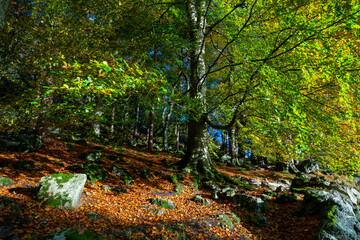 Fototapeta premium Autumn foliage on trees in forest