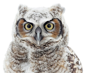Obraz premium PNG Snowy owl close-up portrait