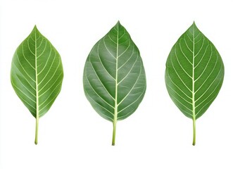 Fototapeta premium Close-up of Vibrant Green Leaves on White Background