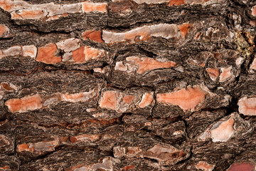 Pinus Pinaster Tree Bark texture. Close up. Copy space.