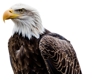 Obraz premium PNG Majestic bald eagle portrait