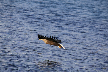 Aquila di mare in volo tra i fiordi delle isole Vesteralen. Norvegia del nord.