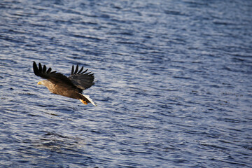Aquila di mare in volo tra i fiordi delle isole Vesteralen. Norvegia del nord.