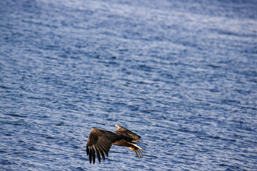 Aquila di mare in volo tra i fiordi delle isole Vesteralen. Norvegia del nord.