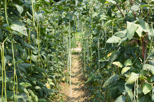 Lush cowpea vegetable crops