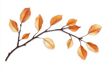 Naklejka premium A branch with autumn leaves, showcasing warm hues of orange and cream against a white background.