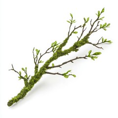 A moss-covered branch with budding leaves, showcasing the beauty of nature and the arrival of spring.