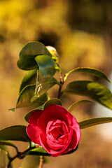 日差しを浴びて輝くサザンカの花