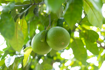 Grapefruit fruit on the branch