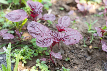 Red amaranth seedlings in a vegetable patch