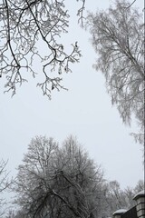 snow covered trees
