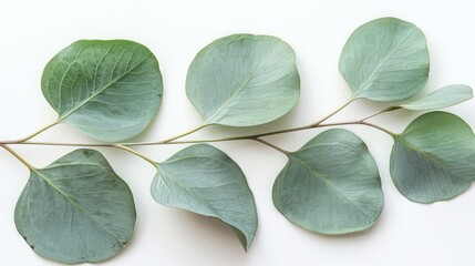 Obraz premium A lovely eucalyptus leaf, isolated on a white background